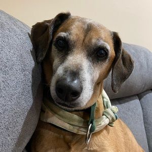 Meet your Posher, Bridget